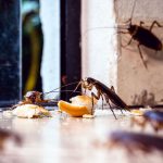 Commercial Pest Control Techniques for a Pest-Free Environment