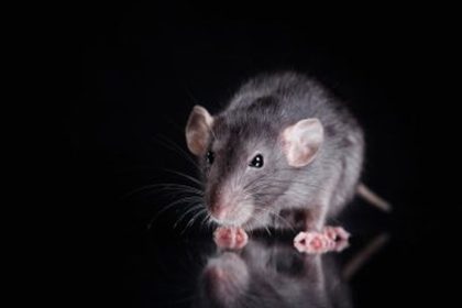 Expert Strategies for Rat Pest Control