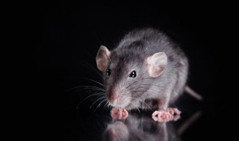 Expert Strategies for Rat Pest Control