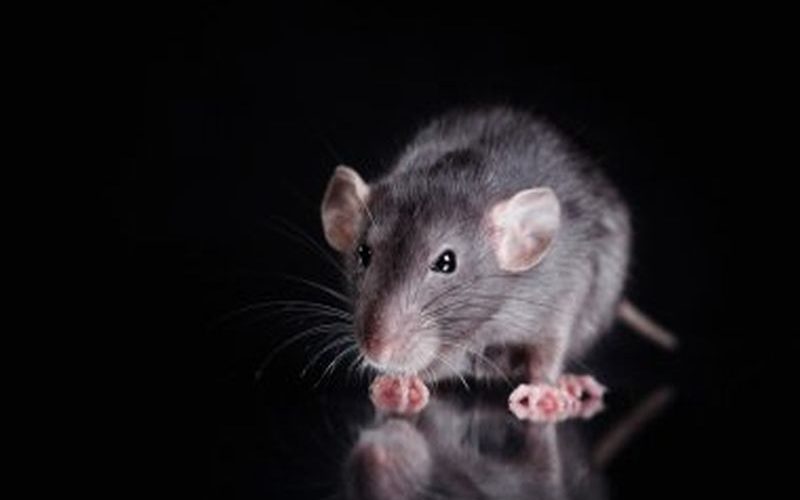 Expert Strategies for Rat Pest Control