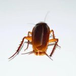 Best Cockroach Control Services in Sydney