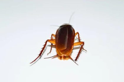 Best Cockroach Control Services in Sydney