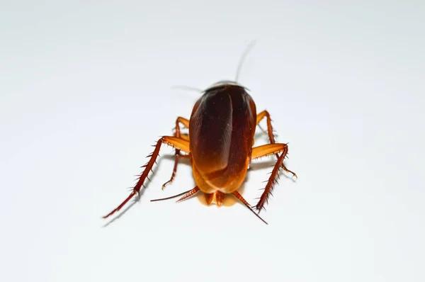 Best Cockroach Control Services in Sydney