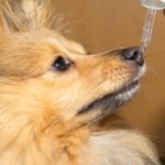 CBD Oil Dosage for Dogs Finding the Right Amount for Your Furry Friend