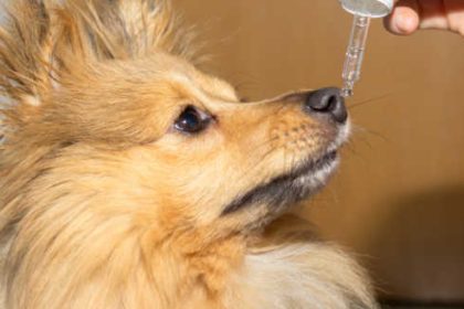 CBD Oil Dosage for Dogs Finding the Right Amount for Your Furry Friend