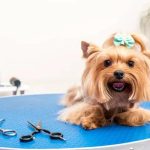 Dressing Your Dog: Choosing the Perfect Jacket