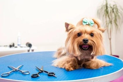 Dressing Your Dog: Choosing the Perfect Jacket